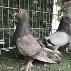 جوز تركي توب بعياله