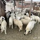 ذبايح للبيع الدمام الضاحيه السعر من 1400 الى 1550