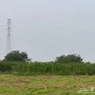 قصب طول و قصير