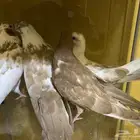 جوز قلاب مع عياله