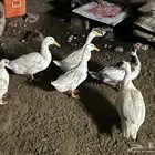 زمزم