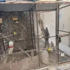 حضيرة طيور مقسومة من داخل فيها باب فاصل وباب خارجي