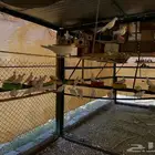 حمام قمري منتج الصحه تمام العدد فوق الخمسين حبه