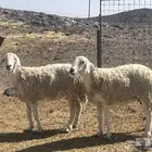 ضأن حريات حيل