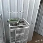 قفص ببغاء