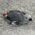 فرخ كاسكوا انتاج محلي