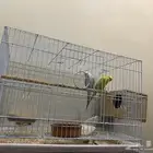 بادجي انقليزي