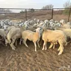 طليان حريه ورخال مغلقه شحم ماشاء الله( تم البيع