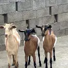 حفار 3