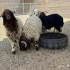 ذبايح طيبه للبيع