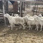 ضان حريه للمقنى
