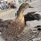 بط ذكر و انثى
