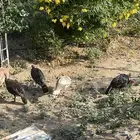 دجاج رومي