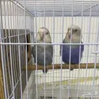ببغا روز زوج