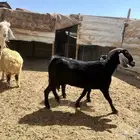 معزا سديس مضارع