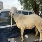 للبيع خروف فحل او ذبيحه