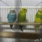 سلام عليكم انثتين وذكر بادجي