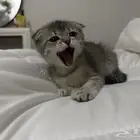قطوه