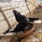 جوز قطيفي الزكر مذيل