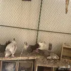 للبيع دجاج بلدي وديكه فيومي