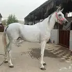 فرس واهو حفيدة ابطال