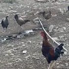 دجاج وصيصان بلدي