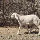 بهم تربية دواغير لون وشكل وشعره