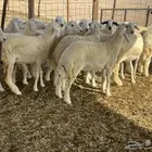 للبيع رخال ذبايح وتنفع مقاني