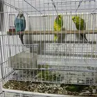سلام عليكم جوز بادجي وذكر