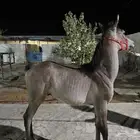 مهر شعبي فاخر