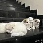 كلاب بومرينيان