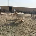 تيوس فحول عوارض ومشاريك طيبه عدد 4