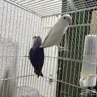 زوج روز منتج