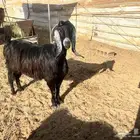 عنز عارضيه تحتها جفره