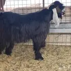 تيس اسفع معرف