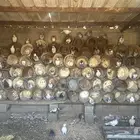 حمام عادي و بكستاني