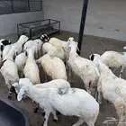 طليان سواكني بيع تفريد