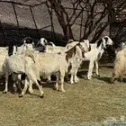 معزاء طيبه للي يبي الزين