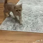 قط شيرازي للتبني