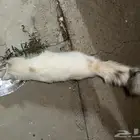 قطة للتبني