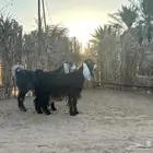 عوارض فاخرة