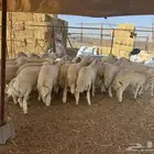 رخال للبيع تم - البيع