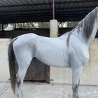 حصان فرنسي
