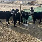 ماعز عوارض