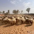 غنم نعيمي