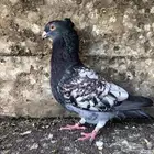 حمام  زاجل فراشة انثى منتجة