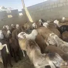 سواكني مربا شهر ونص علف صب