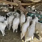 طليان حريه للبيع