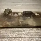 سلحفتين للتبني