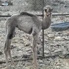 حوار ضيار